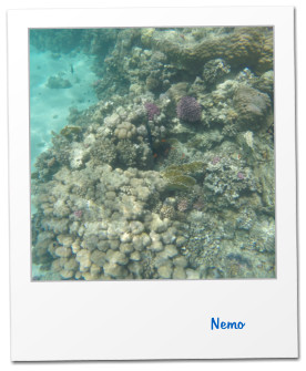 Nemo