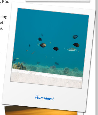 Hamnrevet